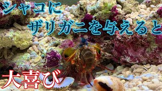 モンハナシャコにザリガニ与えてみた【アクアリウム】