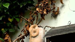 Vázában költő széncinege / Great Tit nesting in a Vase, Tápiógyörgye-Hungary (2011.05.01.)