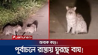 পূর্বাচলের রাস্তায় এ কোন বাঘের আনাগোনা! আতঙ্ক গোটা জনপদে | Tiger | Purbachal | Dhaka