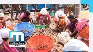 Poultry Merchants Benefit From Collapse Of Fish Markets| Mathrubhumi News