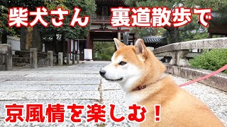 【京の柴犬/4K】てんちゃん、京都の裏の顔を知ってしまう(笑)　太郎の犬モノガタリ第389話