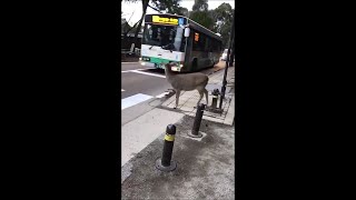 横断歩道を一礼して渡る鹿