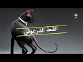 إلى محبي القطط 🐱 اليكم اجمل 10سلالات قطط والأكثر شعبية في العالم