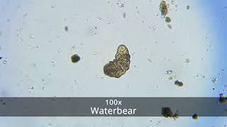 Tutorial: How to Use the Old Ted Microscope