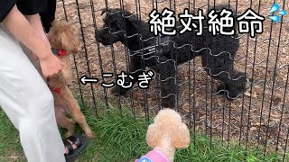 ビビりなトイプードルがワンちゃんに囲まれてしまい衝撃的な展開に【toypoodle】