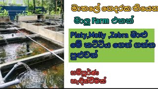 Aquarium Farm in Matale ..මාතලේ තියෙන ගෘහස්ථ විසිතුරු මත්ස්‍ය ඒකකයක්..