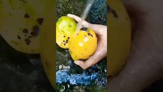 පැණි අඹ වලින් බීම හදමුද|How to make mango juice by Ceylon rustic repasts    😋