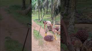 हाथ से फल उठाना #youtubeshorts #palmoil #shortsviral #palmoilmalaysia #shortvideos #palm #malaysia