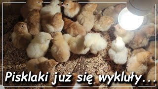 Pierwsze pisklaki już są | Inkubacja luty 2021 | Podchowalnik dla kurczaków