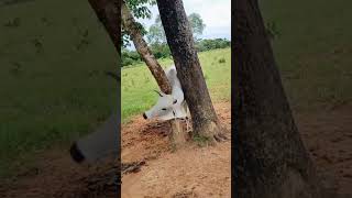 The process of cutting down trees to save cattle