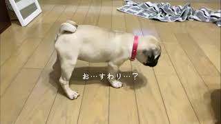 【しつけ】子犬パグにおすわりを教えている動画です