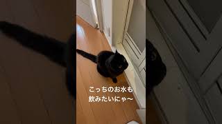 【くろねこ】お風呂場のお水は格別らしい #shorts #cat #猫 #黒猫 #blackcat