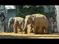 ママの砂浴びを邪魔するいたずらっ子アルンくん【‎2024年‎3月3日】【上野動物園】アジアゾウ