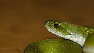 @gregjackson8353 Baby green keelback snake rescued from my friend's house 🐍👍🙏😇