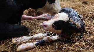 Biologisch boeren bij buurman boer Arie - Hoeve Ackerdijk