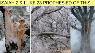 Exploding Trees & Thunder Ice…