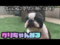 【大失敗】プールで泳ぎの練習が出来なかった犬がこちらww ボストンテリアのグリちゃん