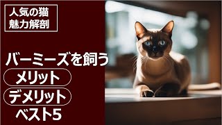 人気の猫 魅力解剖！バーミーズを飼うメリット・デメリットベスト5