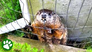 Kind man rescues groundhog stuck in dog pen 👏❤️