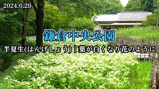 鎌倉中央公園｜【半夏生】(はんげしょう)白い葉が花のような植物！2024.6.29