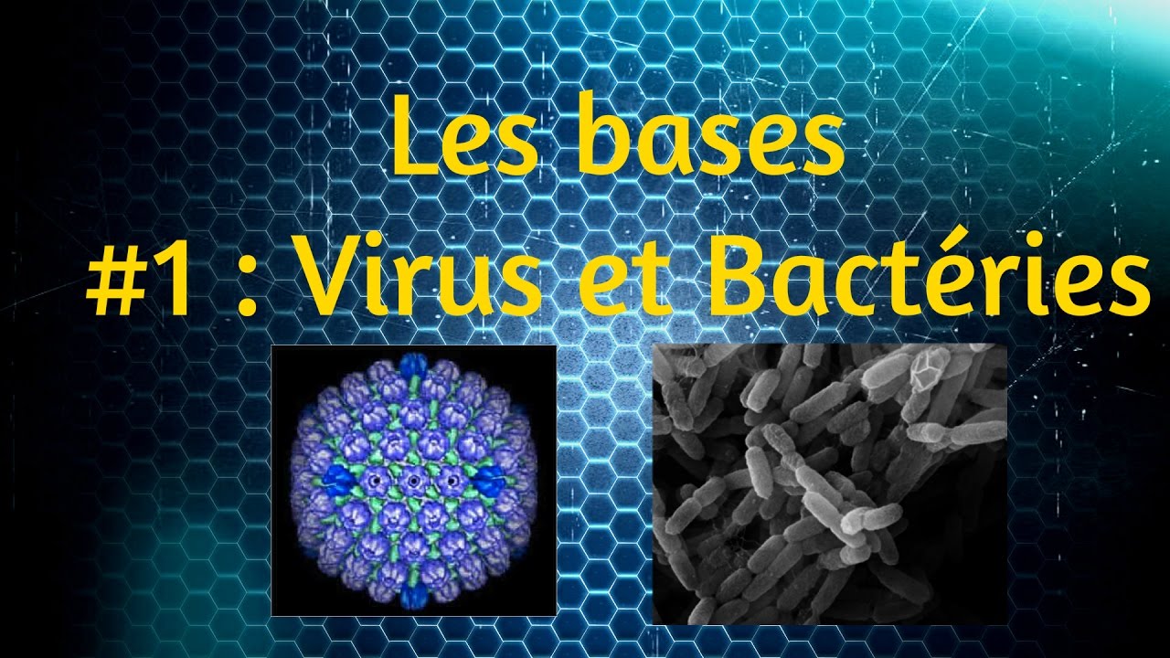 [Les Bases Expliquées] #1 : Virus Et Bactéries - YouTube