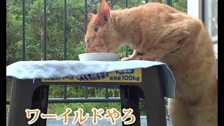 Kuroshio cats:野良猫健太郎マグロお造りをいただく　数学て炒め物か？