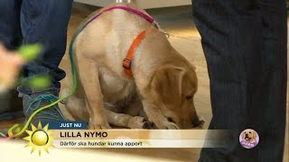 Lilla Nymo övar på apportering - Nyhetsmorgon (TV4)