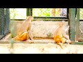 சுற்றுலா பயணிகளை பயமுறுத்தும் கோபக்கார குரங்கு monkey attack animalsbeauty