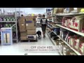 Service Dog - 5 month old, Levi, Cane Corso, Before and After. Service dog training in Charlotte NC Service Dog - 5 month old, Levi, Cane Corso, Before and After. Service dog training in Charlotte NC