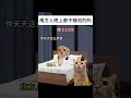 南北睡觉差异 猫meme小剧场 喵不可言 funny 猫meme cat 喵 南北方 睡觉 差异 shorts