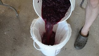 How To Make Red Wine From Grapes: Pressing