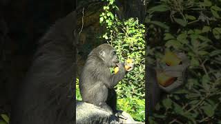 モモカのそばでいっしょに食事するスモモ🦍　 #上野動物園 #gorilla