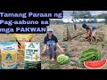 Paano ang paglalagay ng pataba sa mga PAKWAN? Paraan ng pag-aabuno sa mga PAKWAN