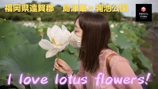 蓮の花に魅せられて！神秘的な花/Lotus flower in JAPAN/2021.07