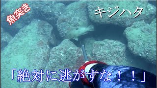 【魚突き】逃げ回るキジハタを捕らえよ！！