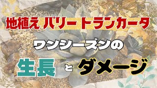 地植えパリートランカータ　ワンシーズンの生長とダメージ