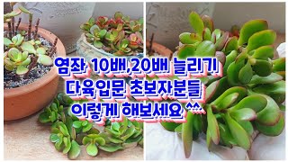 다육이 염좌 10배, 20배 늘리기~다육입문 초보자분들 이렇게 해보세요 ^^