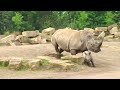 jabari the rhino calf has his first run around in dublin zoo