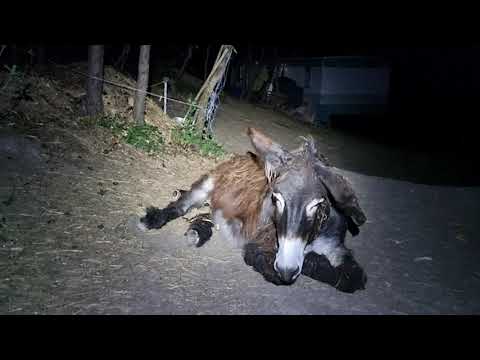 Where does a donkey sleep?
