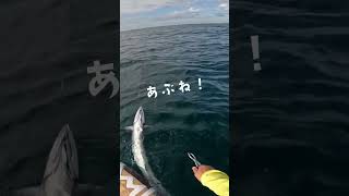 ほのぼの魚釣り #釣り #fishing #shorts #サワラ #sup