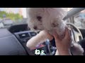 気づくかなぁ笑 ★トイプードルのうめ吉くん 1399日目 ★umekichi diary of poodle dog