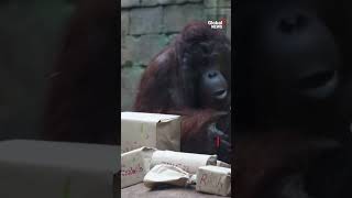 Pandas, orangutans unwrap Christmas gifts at French zoo 🎁