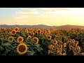 Why Sunflowers Follow The Sun