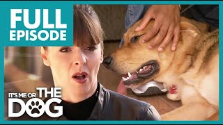 Rough Play with Owner Turns Puppy Aggressive | Full Episode USA