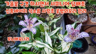 꽃구경 하시면서 #샤피니어 #담배초 #신종세이지 #삭소름 #사랑초 #꽃범의꼬리 화초관리