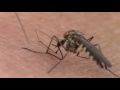 a mosquito drilling a hole to get blood