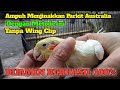 SUPER GAMPANG‼️CARA MENJINAKAN PARKIT AUSTRALIA TANPA WING CLIP #caramenjinakanburung #cocktail