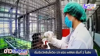 เริ่มฉีดวัคซีนโควิด-19 ชนิด mRNA เข็มที่ 2 ในลิง