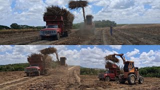 OLHA ESSA RELÍQUIA TRANSPORTANDO CANA PARA USINA