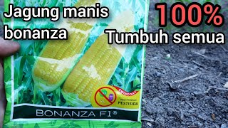 Begini caranya!!! Tanam jagung manis Bonanza agar tumbuh semua dan anti gagal